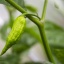 Bhut Ghost Jolokia Red