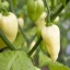 Bhut Jolokia White