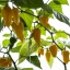 Bhut Jolokia Yellow