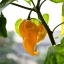 Bhut Jolokia Yellow