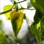Bhut Jolokia Yellow