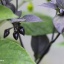 Bico Roxa