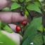 Bico Roxa