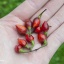 Bico Roxa