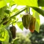 Black Scorpion Tongue