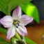 Black Scorpion Tongue