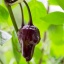 Black Scorpion Tongue