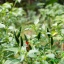 Bornean Chilli