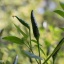 Bornean Chilli