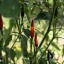 Bornean Chilli
