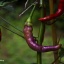 Buena Mulata