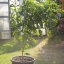 Carolina Reaper HP22B
