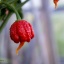 Carolina Reaper HP22B