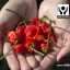 Carolina Reaper HP22B