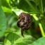 Pyré Carolina Reaper Choco