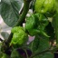 Carolina Reaper Mustard