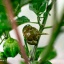 Carolina Reaper Mustard