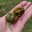 Carolina Reaper Mustard