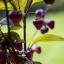 Cheiro Roxa