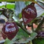 Cheiro Roxa
