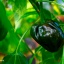 Chile de Onza