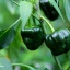 Chile de Onza