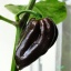 Trinidad Congo Black