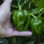 Criolla de Cocina