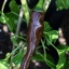 Ethiopian Brown