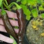 Ethiopian Brown