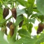 Fatalii Brown