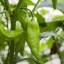 Fatalii Brown