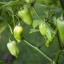 Fatalii White
