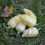 Fatalii White