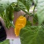 Fatalii Yellow