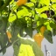 Fatalii Yellow
