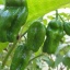 Habanero Chocolate