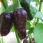 Habanero Chocolate