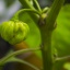 Habanero Green