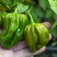 Habanero Green
