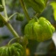 Habanero Green