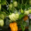 Habanero West Indian