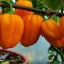 Habanero West Indian