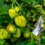 Habanero West Indian