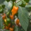 Habanero Orange