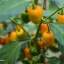 Habanero Orange