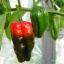 Habanero Red