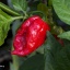 Habanero Surinam Red