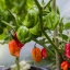 Habanero Surinam Red