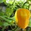 Habanero Yellow